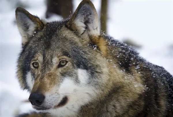 比利時生物多樣性保護組織:野生狼重現(xiàn)
