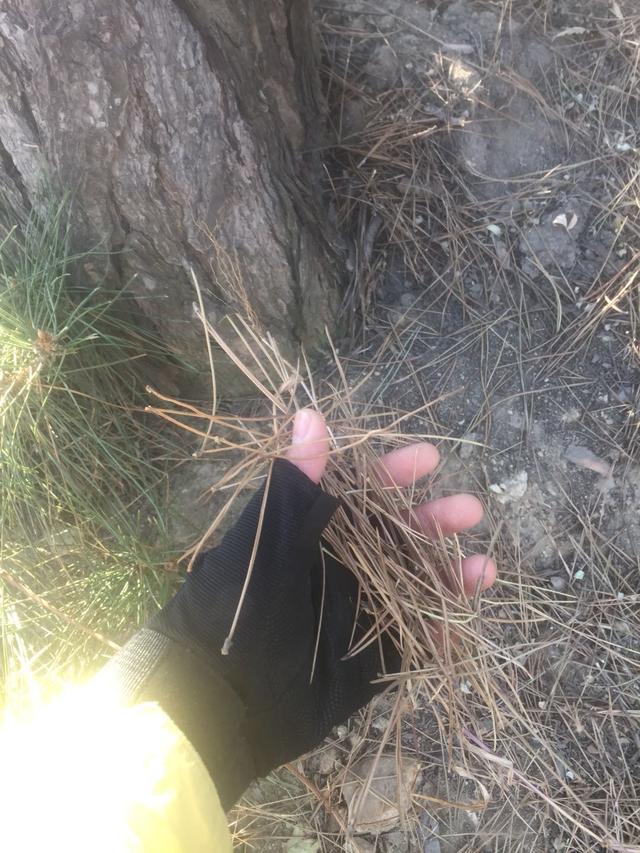 關于苗木——藍莓種植中的關鍵注意事項