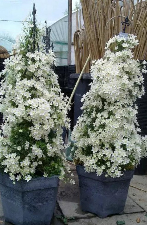 盆栽花卉鐵線蓮，掌握這4個要點