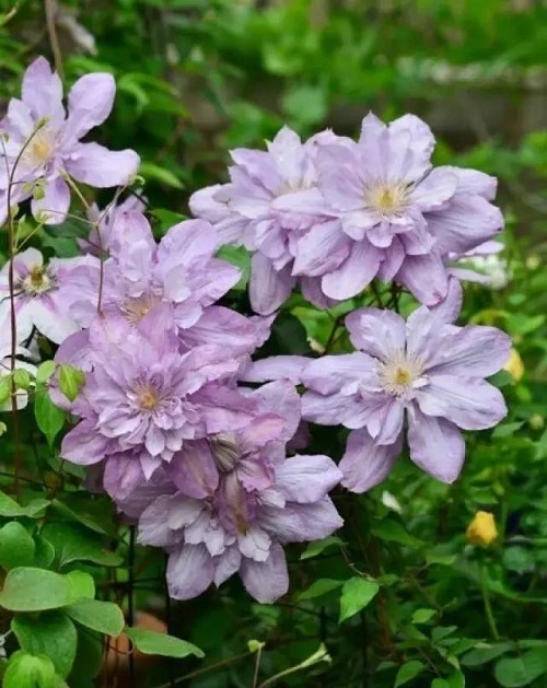 盆栽花卉鐵線蓮，掌握這4個要點