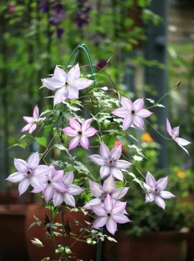 盆栽花卉鐵線蓮，掌握這4個要點