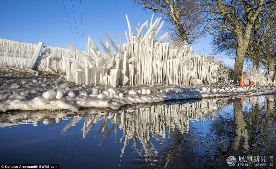 天太冷，英國植物變冰雕