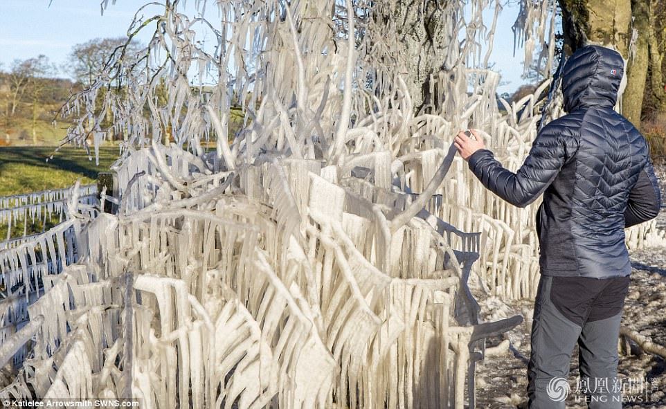 天太冷，英國植物變冰雕