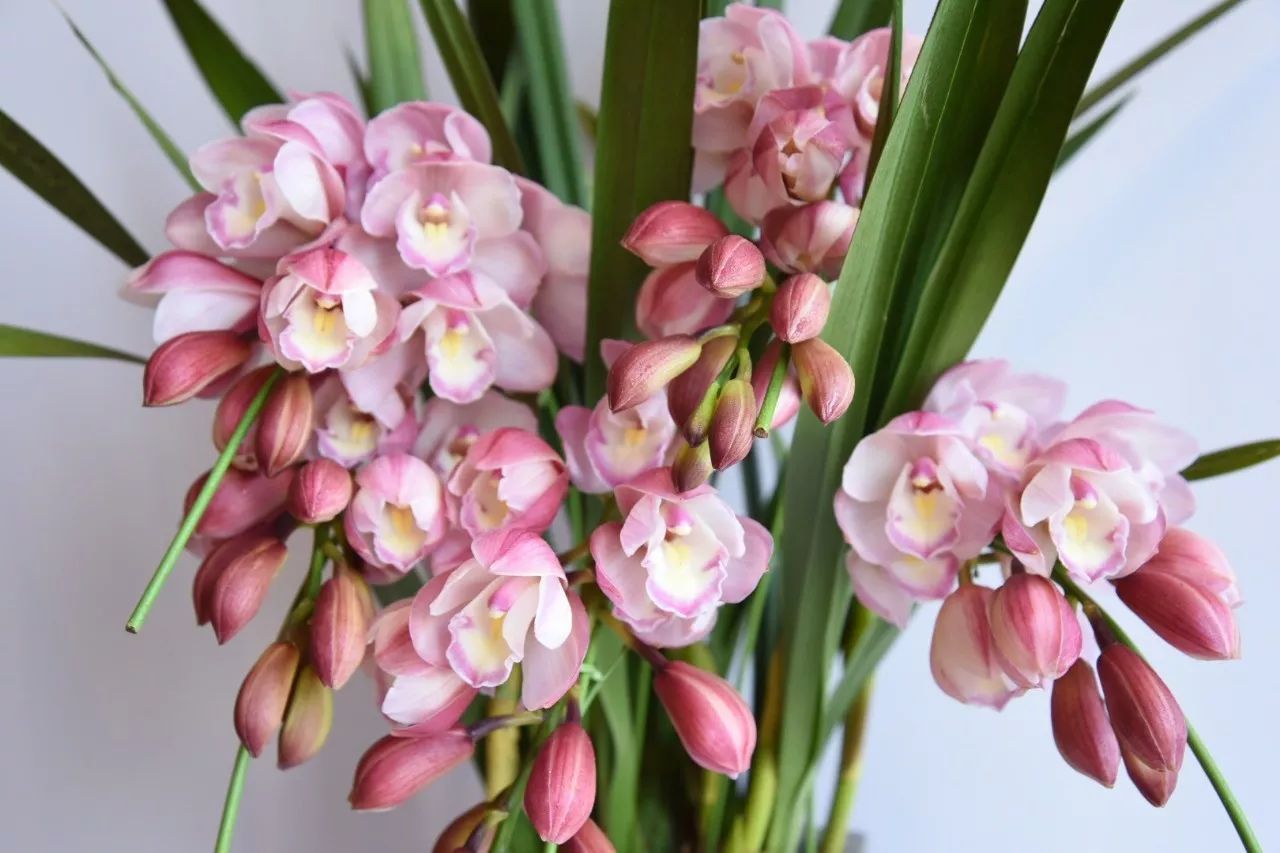 大花蕙蘭的養(yǎng)護(hù)