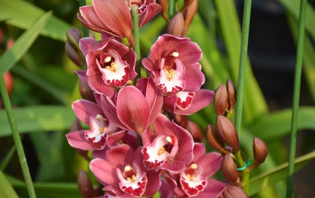 大花蕙蘭的養(yǎng)護(hù)