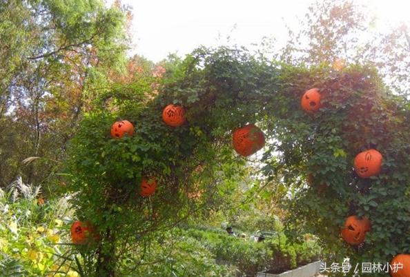 園林植物配置6大藝術(shù)手法