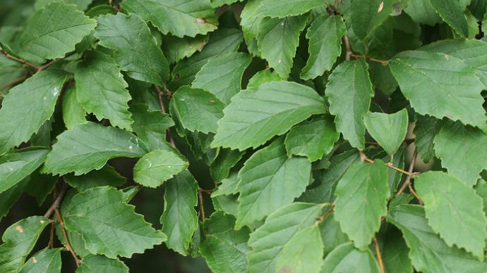 杭州城里居然有110種世界珍稀瀕危植物