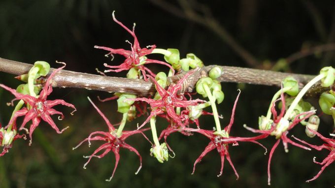 杭州城里居然有110種世界珍稀瀕危植物
