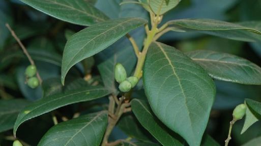 杭州城里居然有110種世界珍稀瀕危植物