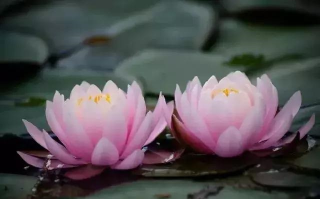 養(yǎng)好這些水生植物勝過花卉盆栽