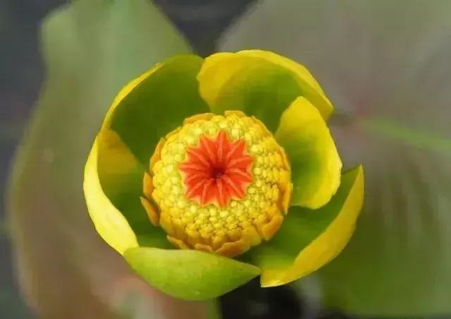 養(yǎng)好這些水生植物勝過花卉盆栽