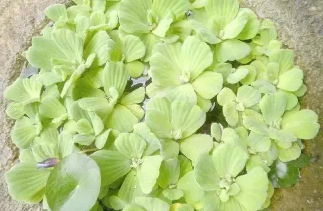 養(yǎng)好這些水生植物勝過花卉盆栽