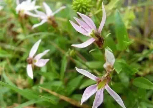 養(yǎng)好這些水生植物勝過花卉盆栽