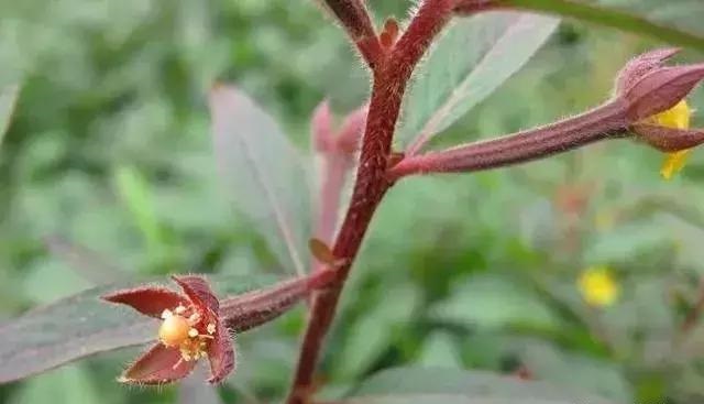 養(yǎng)好這些水生植物勝過花卉盆栽