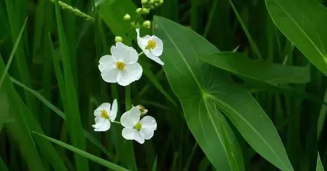 養(yǎng)好這些水生植物勝過花卉盆栽