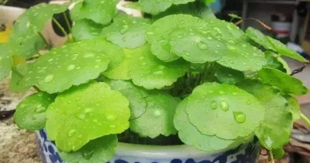 養(yǎng)好這些水生植物勝過花卉盆栽