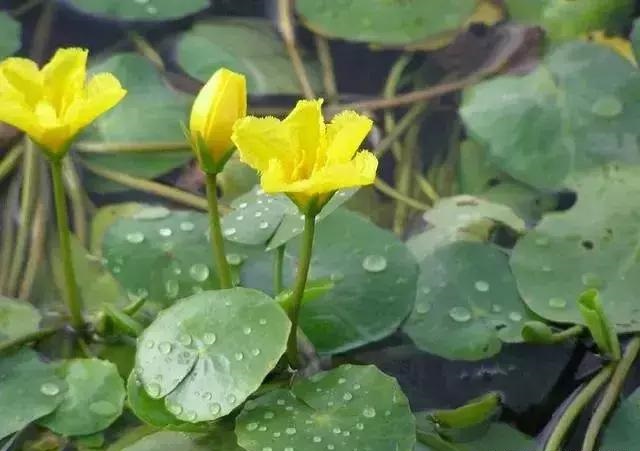 養(yǎng)好這些水生植物勝過花卉盆栽