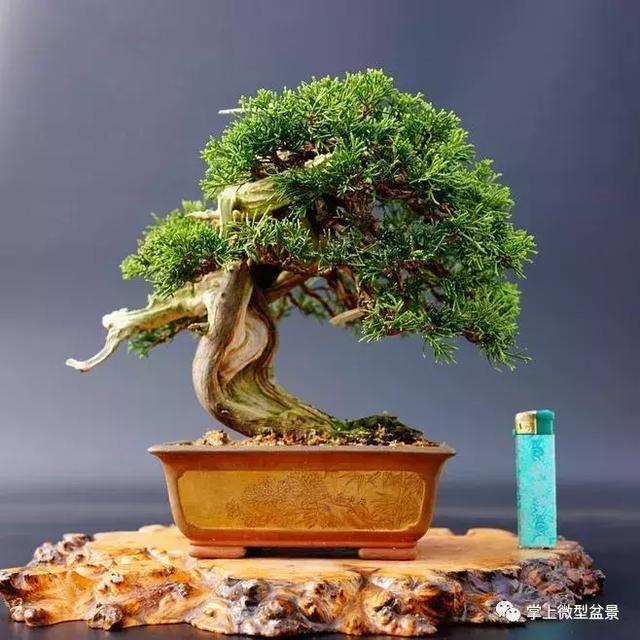 盆景上盆后長得慢,有讓枝干增粗的好辦法嗎