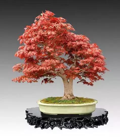 盆景上盆后長得慢,有讓枝干增粗的好辦法嗎