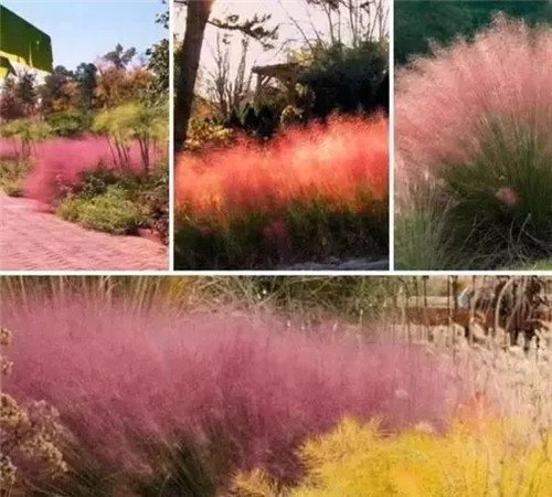 觀賞草在景觀設計中的運用方向