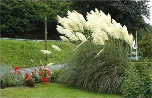 觀賞草在景觀設計中的運用方向