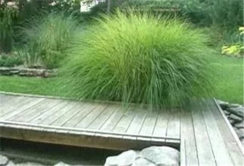 觀賞草在景觀設計中的運用方向