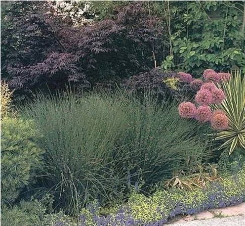 觀賞草在景觀設計中的運用方向