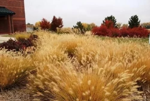 觀賞草在景觀設計中的運用方向