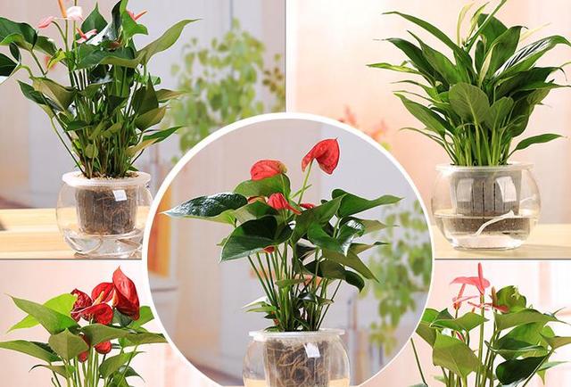 水培花卉栽培工藝流程及養護管理技術