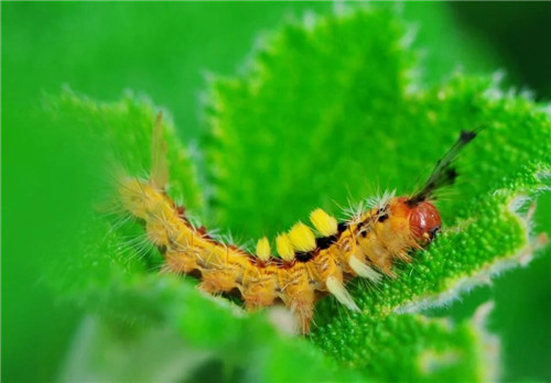 科學發現:植物可以聽到自己被吃掉的聲音