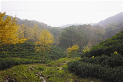 滁州市吹響創(chuàng)建國家森林城市號角