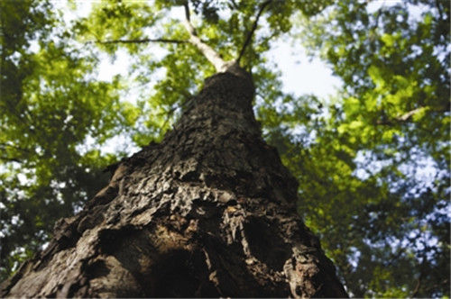 滁州市吹響創(chuàng)建國家森林城市號角