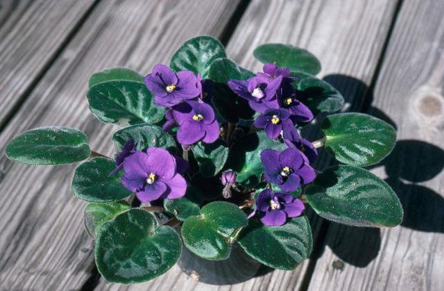 這些花卉植物,在任何地方都可以養殖的很好