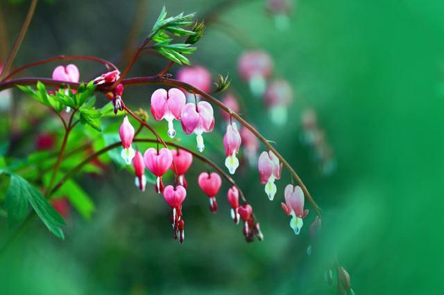 這些花卉植物,在任何地方都可以養殖的很好