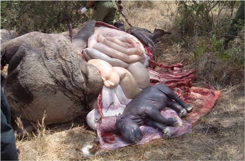 諶良仲:保護生物多樣性的戰斗仍將繼續