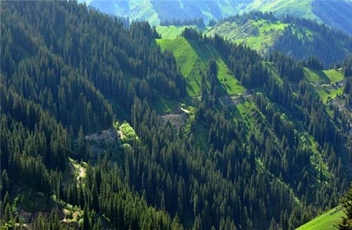 新疆的國家森林公園也美如仙境