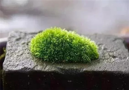 自制禪意插花,與心靈碰撞的心靈藝術