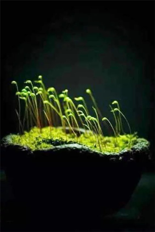 自制禪意插花,與心靈碰撞的心靈藝術