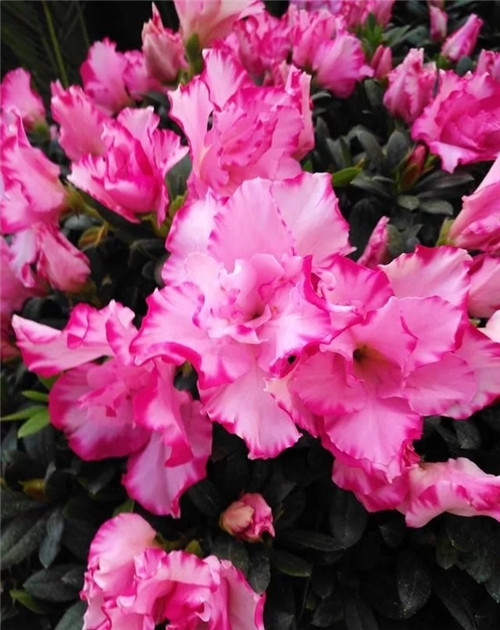 花卉市場里,這幾種花,很受大家喜愛