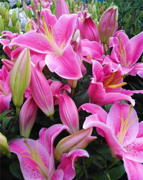 花卉市場里,這幾種花,很受大家喜愛