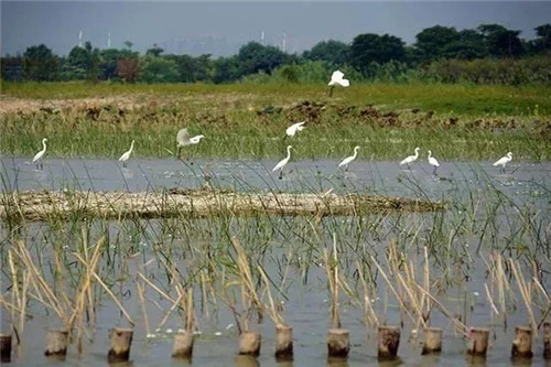 東莞生態(tài)園：海綿城市為術(shù)，區(qū)域整合為道