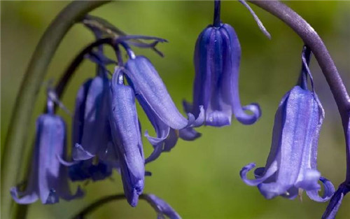 藍色花卉28萬種品種中,只有不到10%