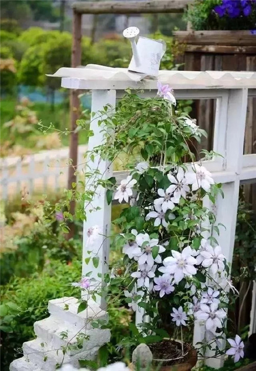 劉俊建了座2畝的鮮花小鎮(zhèn)