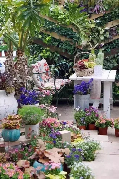 劉俊建了座2畝的鮮花小鎮(zhèn)