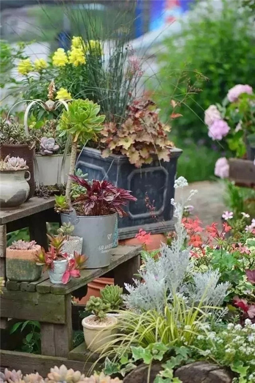 劉俊建了座2畝的鮮花小鎮(zhèn)