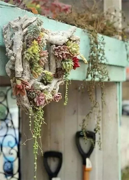 劉俊建了座2畝的鮮花小鎮(zhèn)