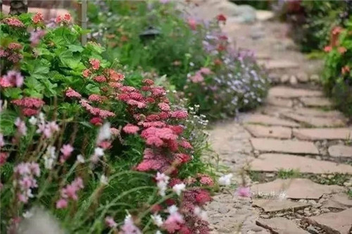 劉俊建了座2畝的鮮花小鎮(zhèn)