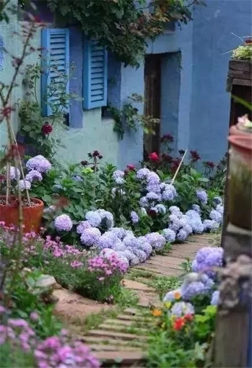 劉俊建了座2畝的鮮花小鎮(zhèn)