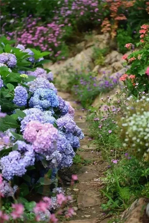 劉俊建了座2畝的鮮花小鎮(zhèn)