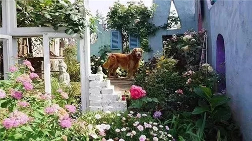 劉俊建了座2畝的鮮花小鎮(zhèn)